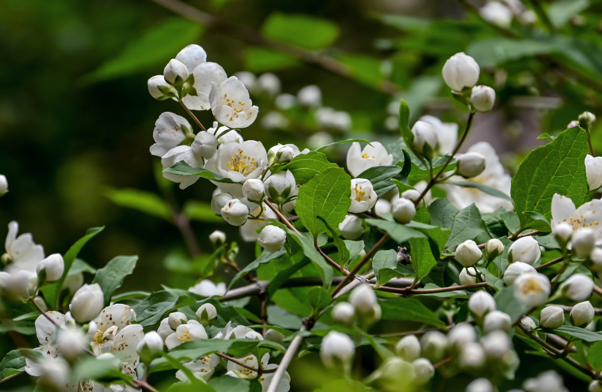 Image of Philadelphus sericanthus specimen.