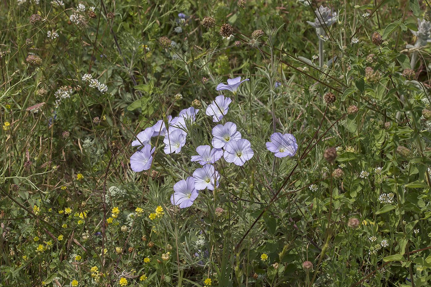Изображение особи Linum lanuginosum.