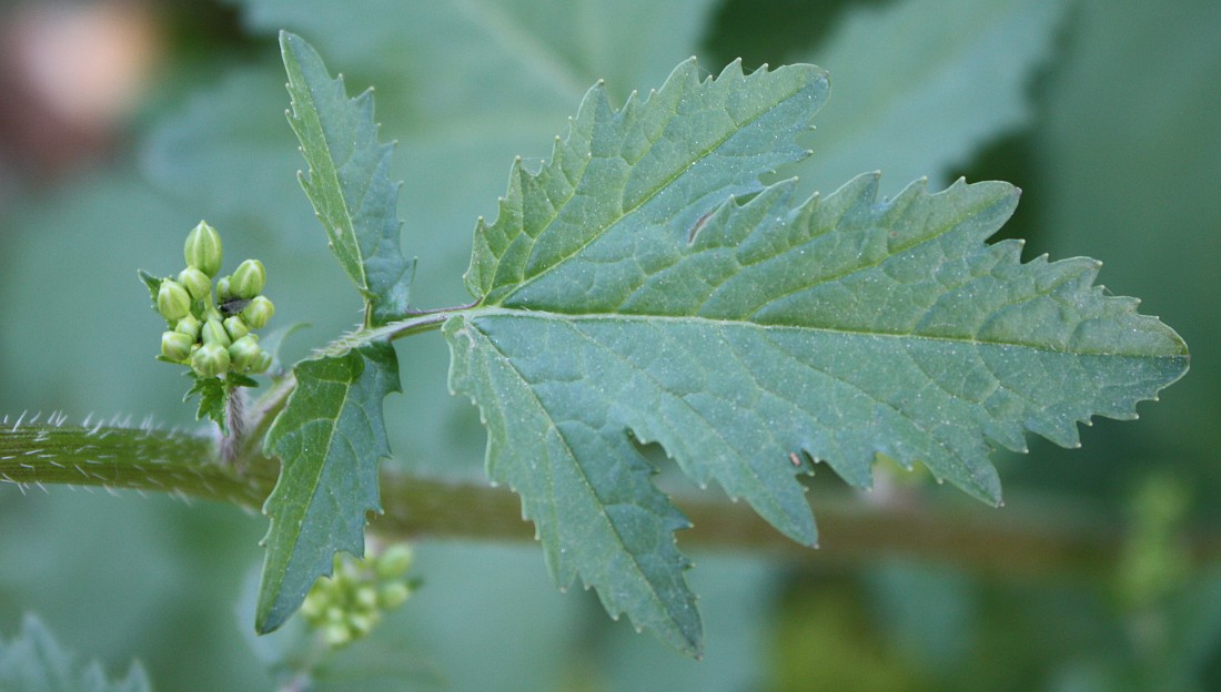 Image of Sinapis alba specimen.