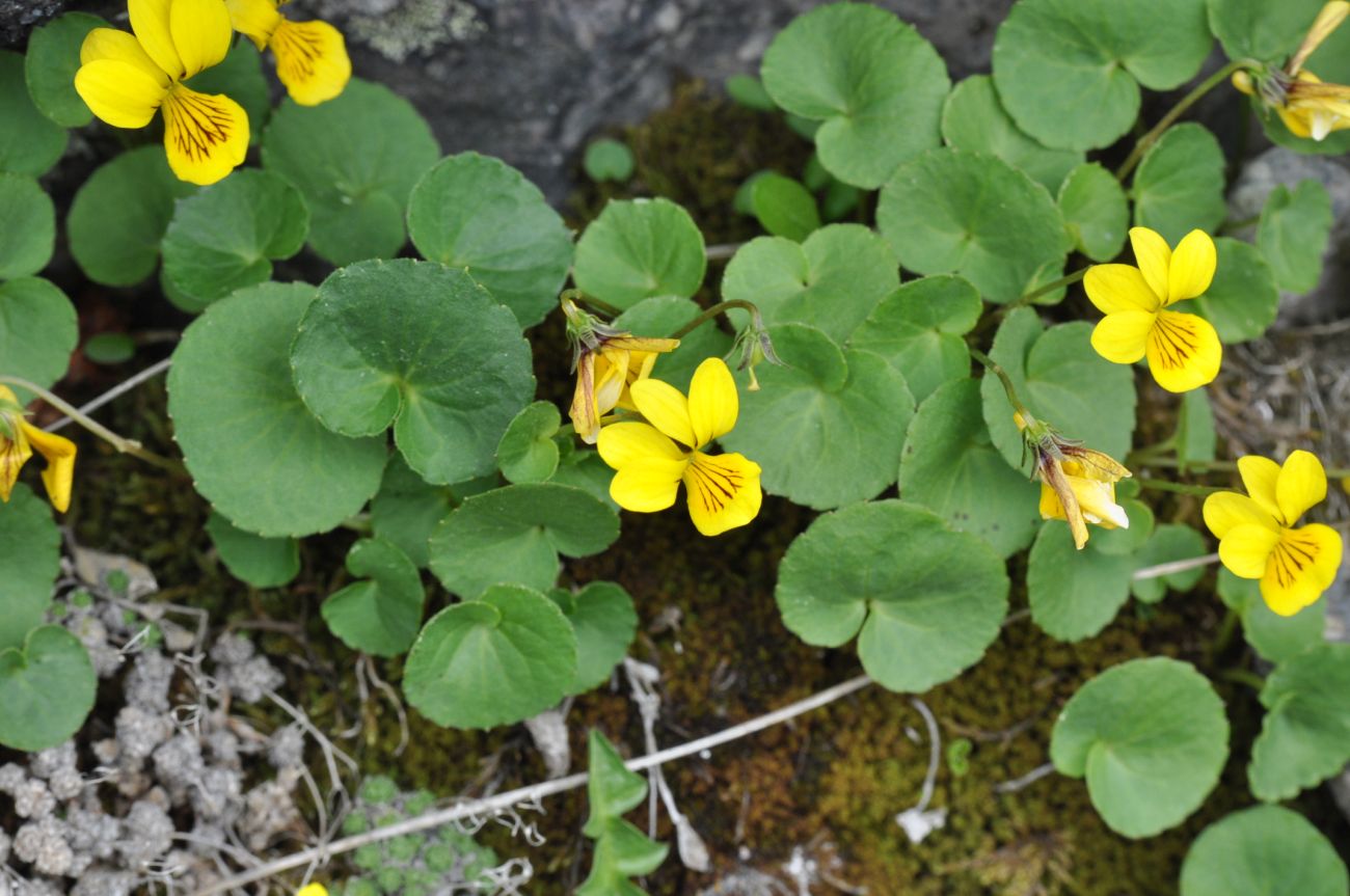 Изображение особи Viola caucasica.