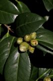 Camellia japonica. Бутоны и листья. Краснодарский край, Сочи, Адлерский р-н, парк \"Южные культуры\", в культуре. 20 февраля 2026 г.