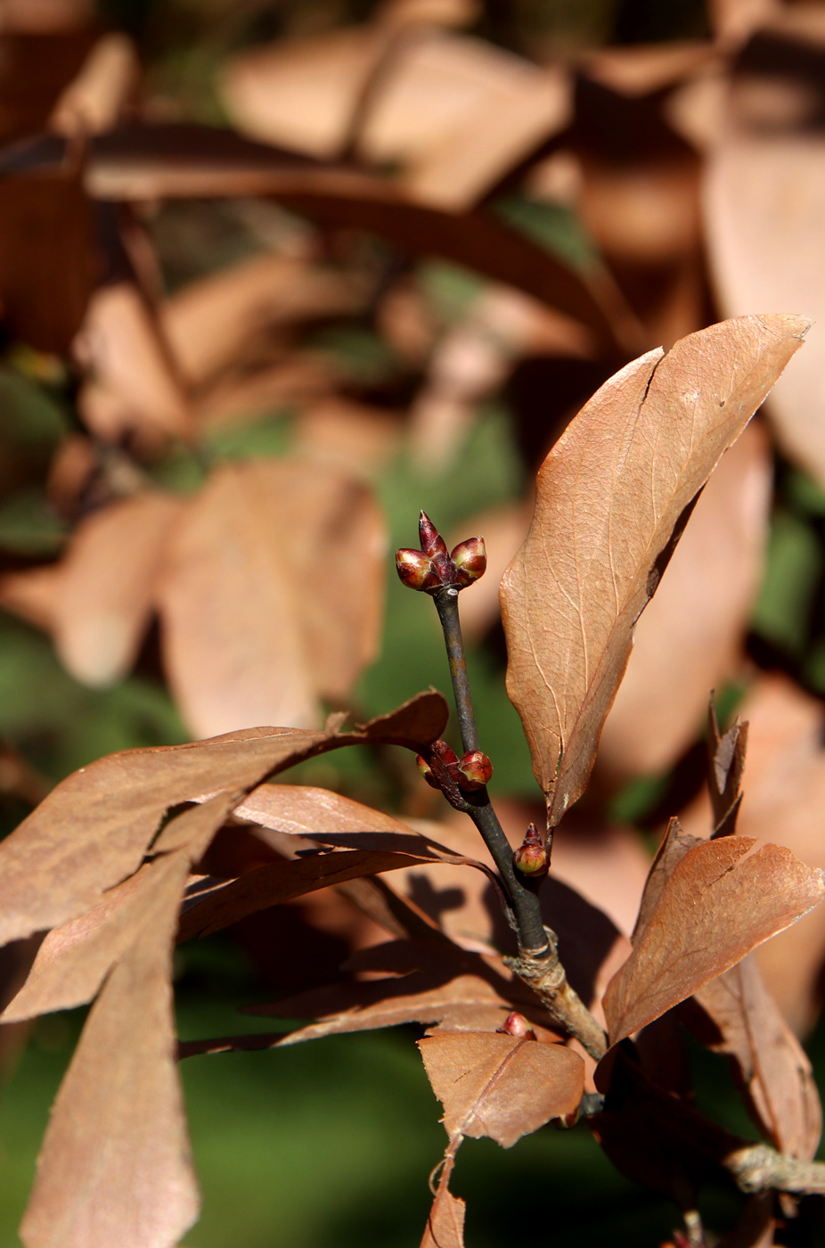 Изображение особи Lindera angustifolia.