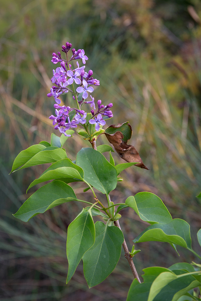 Image of Syringa vulgaris specimen.
