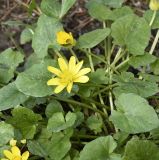 Ficaria verna подвид chrysocephala. Цветок и листья. Республика Кипр, Троодос (Τρόοδος), ботанический сад \"Троодос\" (Βοτανικός Κήπος Τροόδους), ≈ 1400 м н.у.м. 10.04.2026.