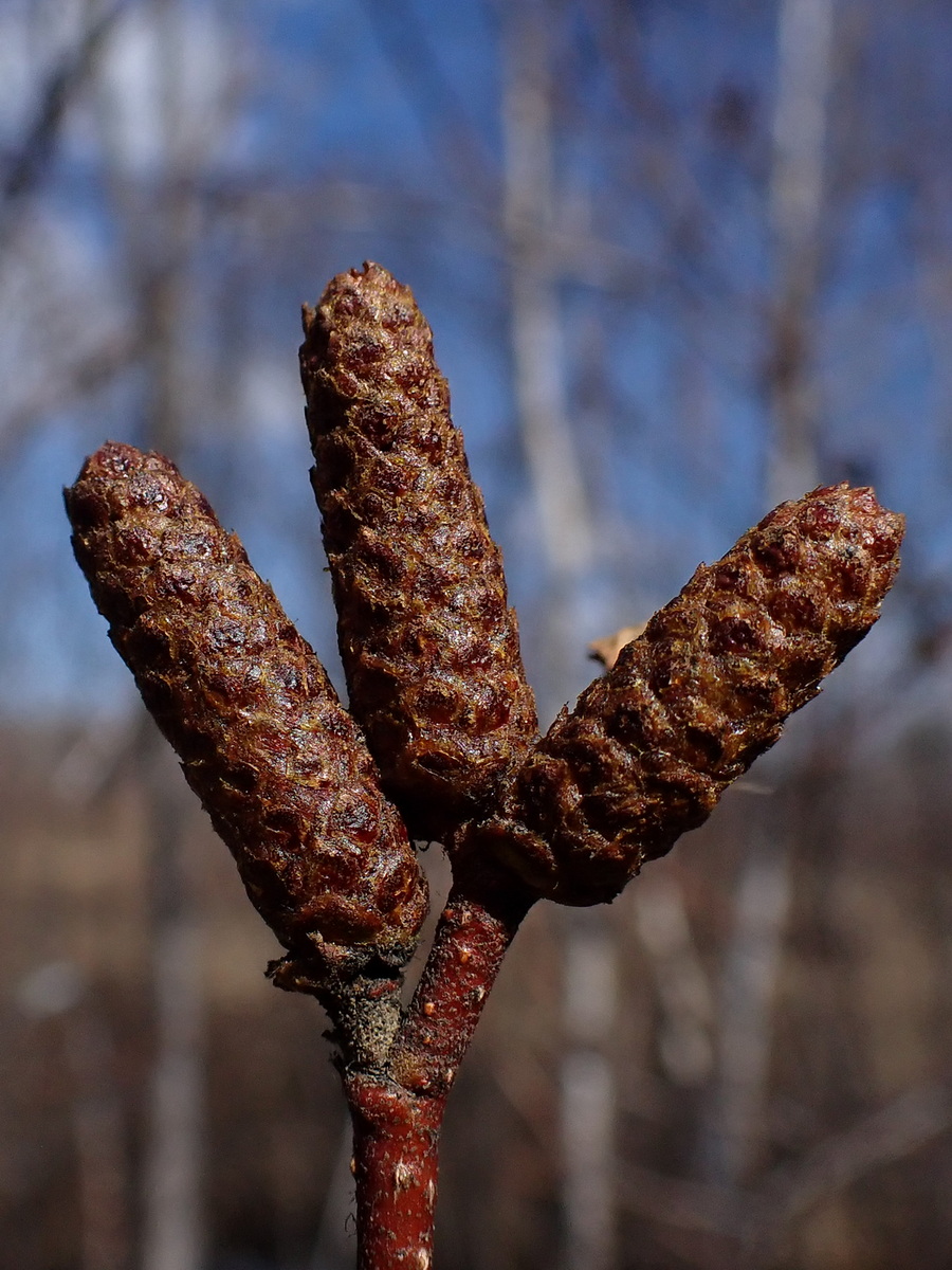 Изображение особи Duschekia mandschurica.