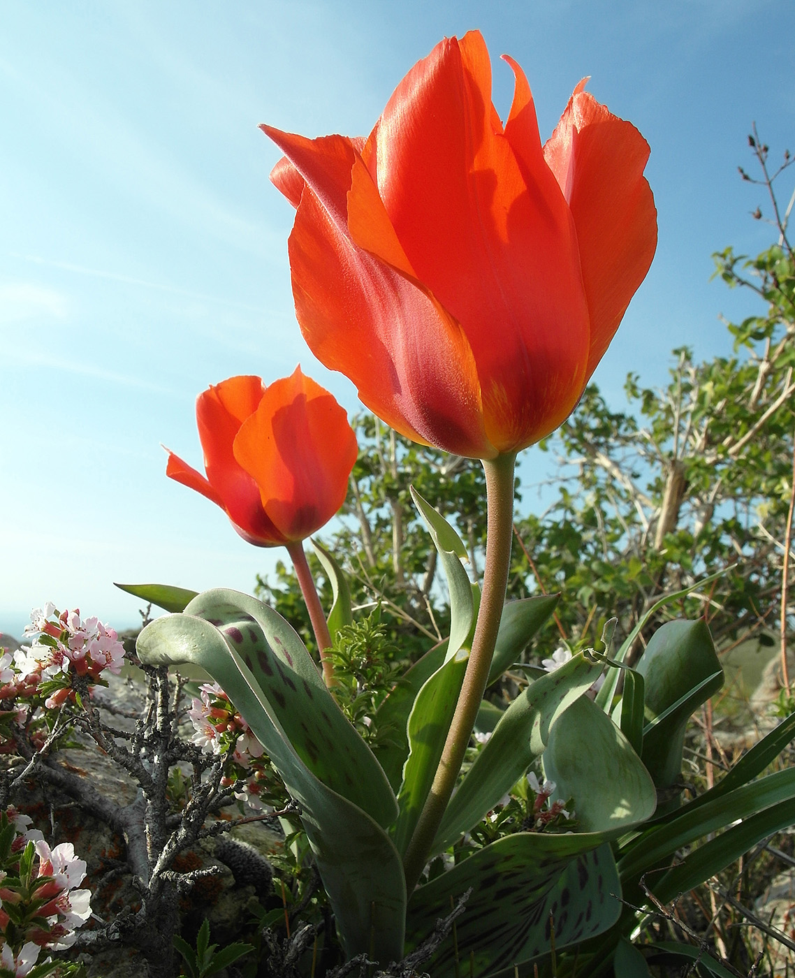 Изображение особи Tulipa greigii.