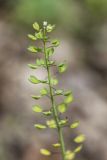 Microthlaspi perfoliatum. Соплодие. Дагестан, Казбековский р-н, окр. с. Ново-Зубутли, каменистый склон. 27.04.2026.