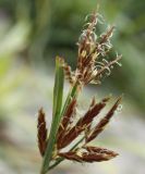 Cyperus rotundus