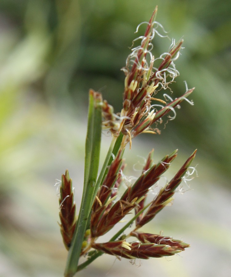Изображение особи Cyperus rotundus.