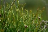 Limonium suffruticosum. Верхушки генеративных побегов с зачатками соцветий. Астраханская обл., Наримановский р--н, окр. с. Николаевка, солончаковая низина среди бугристых полузакреплённых песков. 17.05.2026.