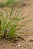 семейство Poaceae