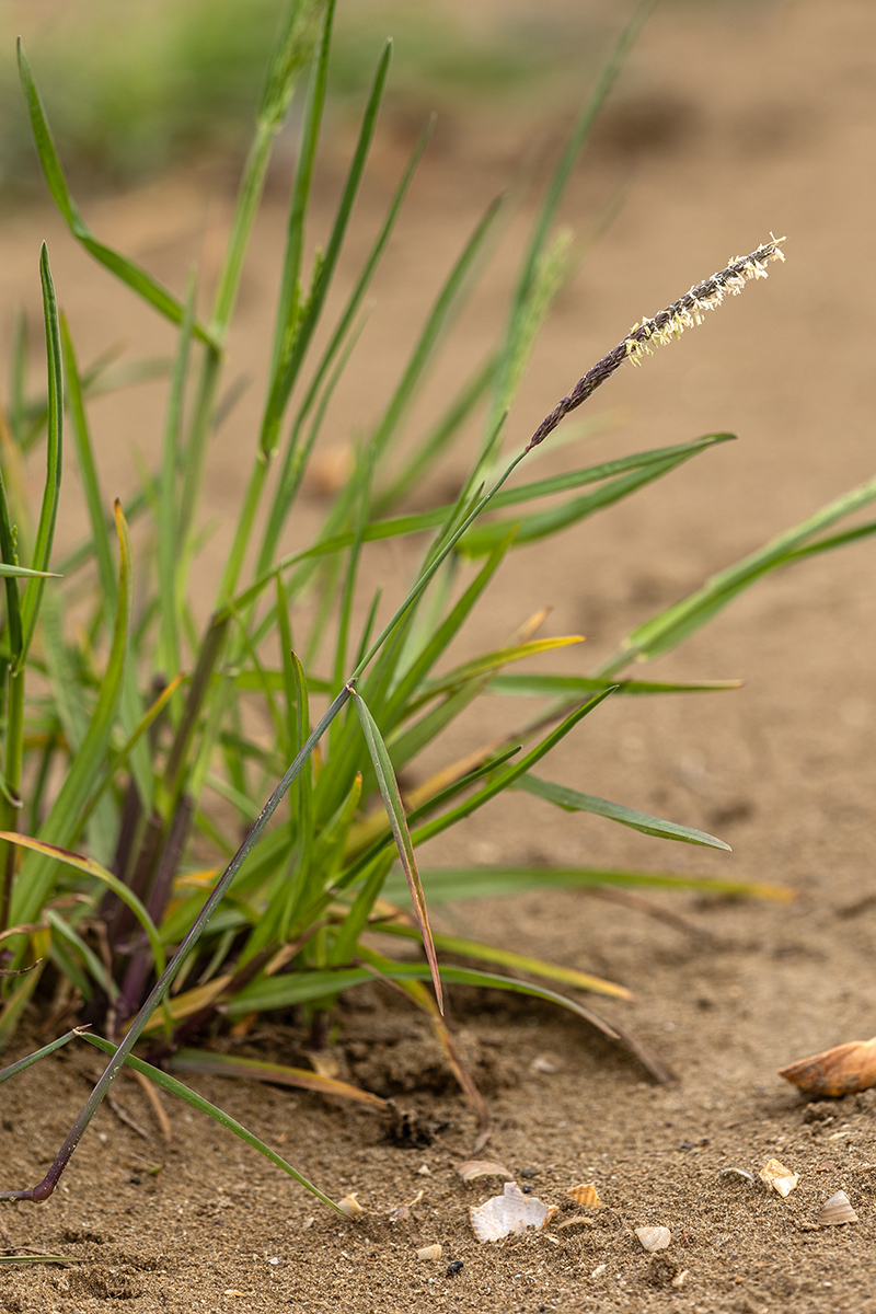 Изображение особи семейство Poaceae.