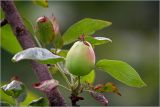 Malus domestica. Верхушка побега с формирующимся плодом. Московская обл., Раменский р-н, окр. дер. Хрипань, садовый участок. 19.06.2026.