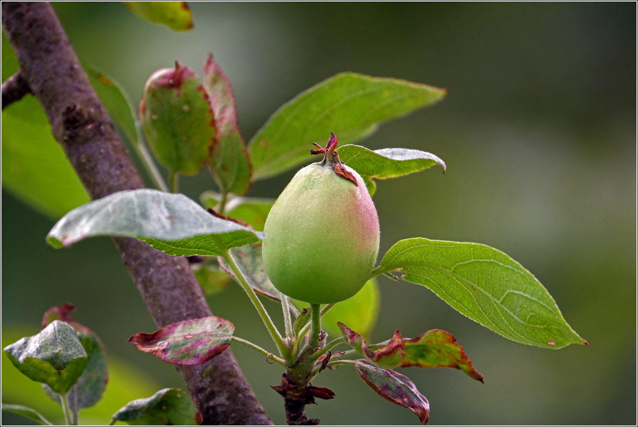 Image of Malus domestica specimen.