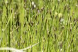 Eleocharis mamillata. Верхушки цветущих побегов с примесью побегов Equisetum fluviatile. Московская обл., Пушкинский г. о., окр. ж.-д. пл. Калистово, трасса газопровода, болотистый участок, мелкий водоём. 17 июня 2025 г.