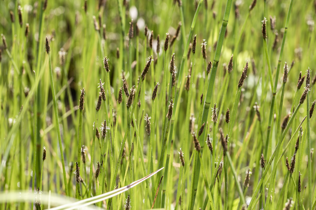 Изображение особи Eleocharis mamillata.