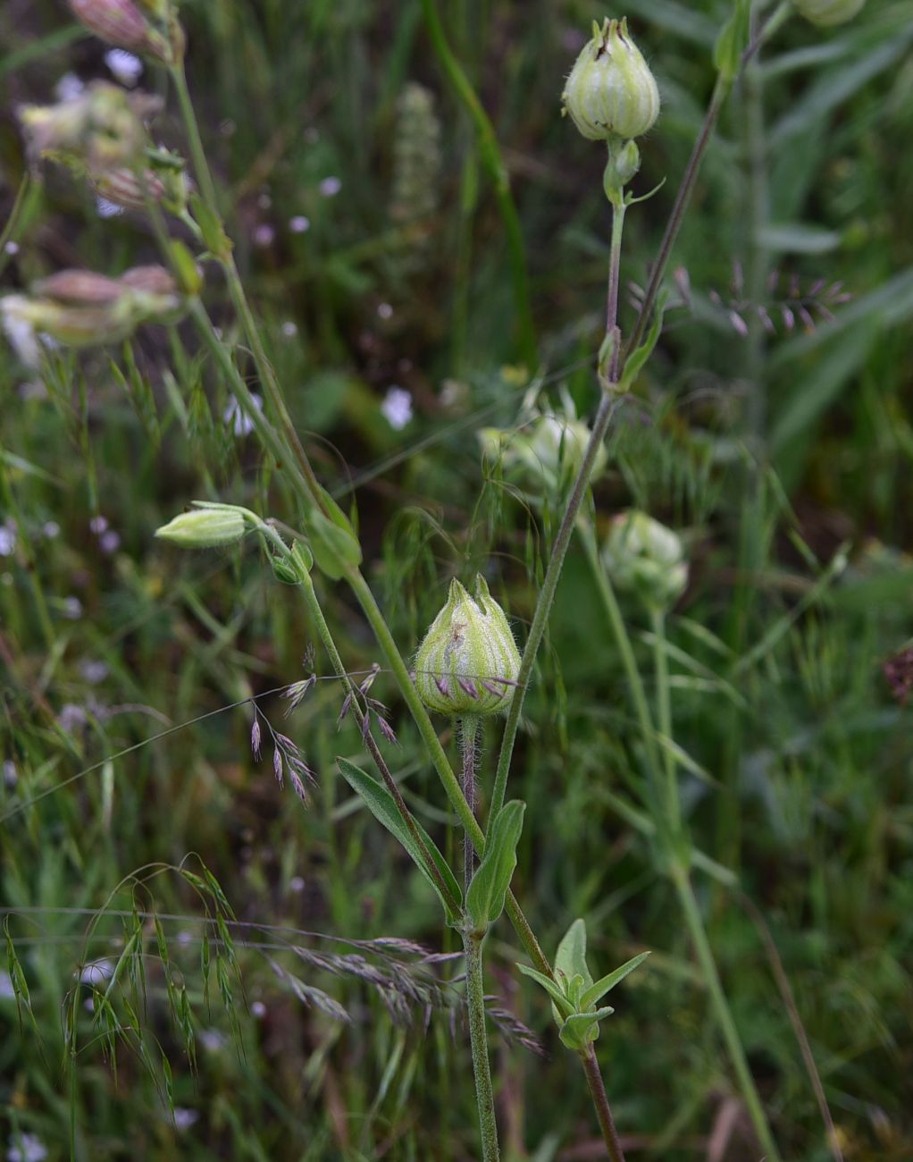 Изображение особи Melandrium latifolium.