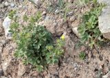 Potentilla desertorum. Цветущее растение. Кыргызстан, Нарынская обл., Ак-Талинский р-н, подножье хр. Джамантау; ≈ 2700 м н.у.м., конгломератная каменистая-красноглинистая осыпь. 11.07.2026.