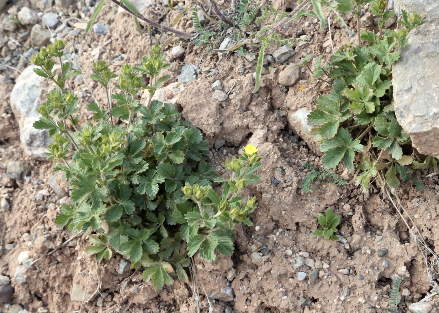 Image of Potentilla desertorum specimen.