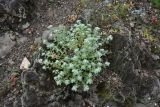 Teucrium capitatum