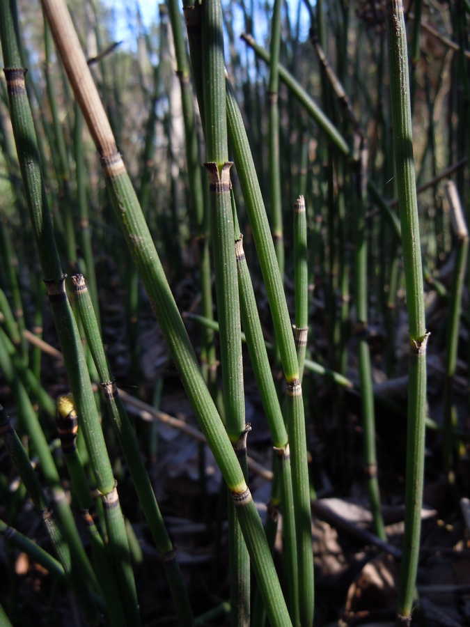 Изображение особи Equisetum hyemale.