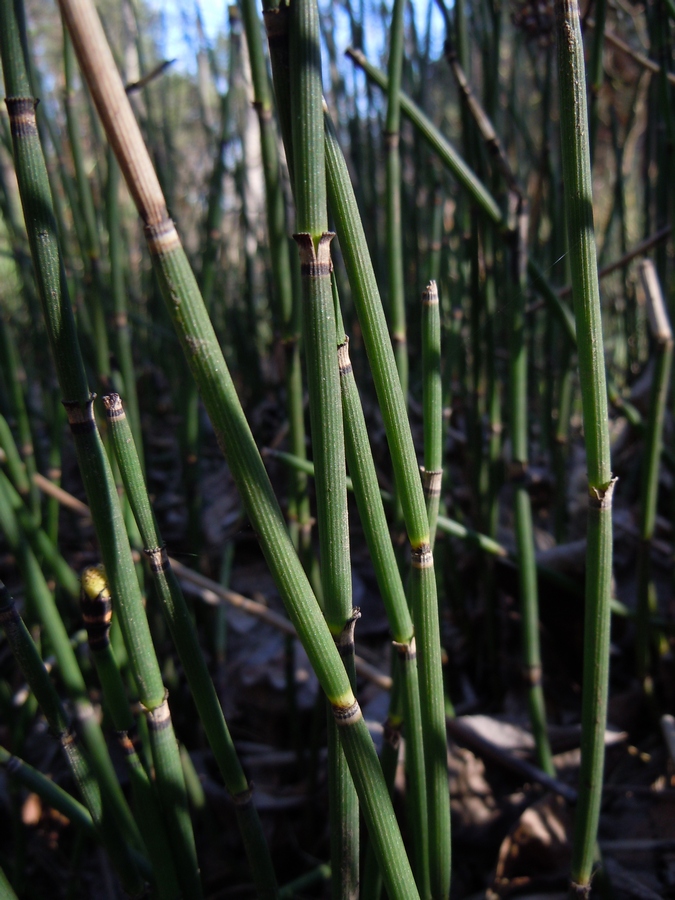 Image of Equisetum hyemale specimen.