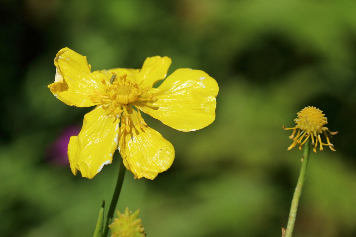 Изображение особи Ranunculus lingua.