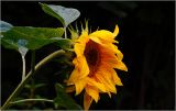 Helianthus annuus. Соцветие. Московская обл., Раменский р-н, окр. дер. Хрипань, садовый участок. 28.08.2026.