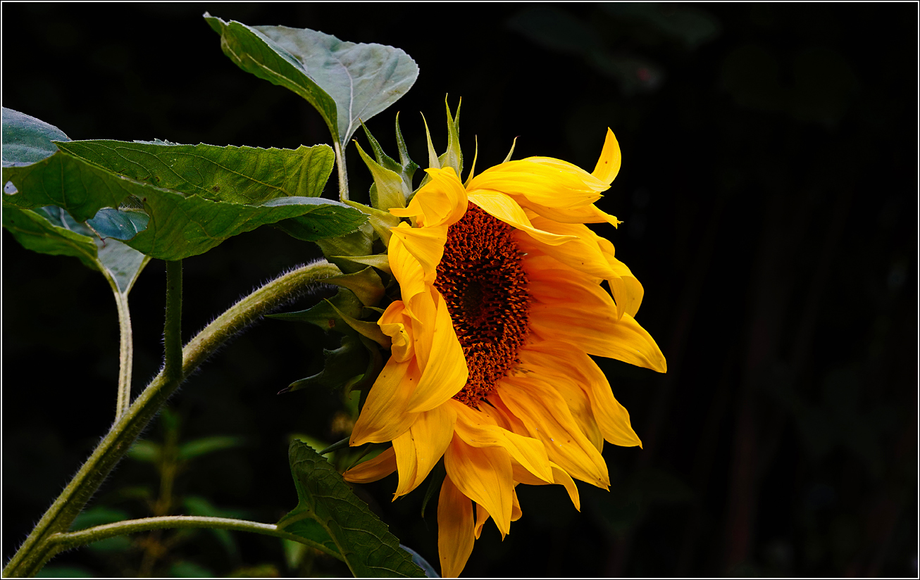 Изображение особи Helianthus annuus.