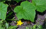 Cucumis sativus. Лист и цветок. Московская обл., Раменский р-н, окр. дер. Хрипань, садовый участок. 06.08.2026.