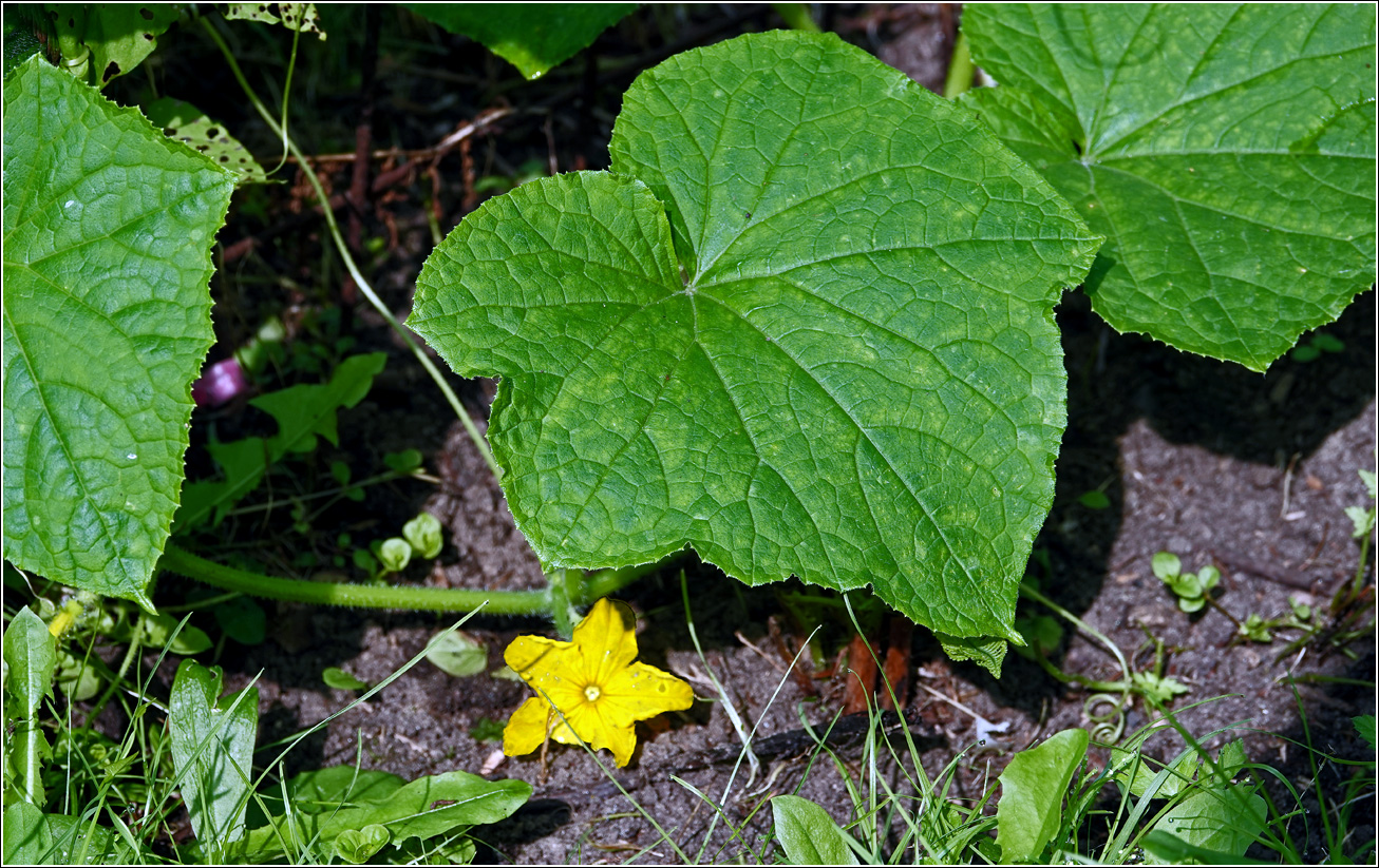 Изображение особи Cucumis sativus.