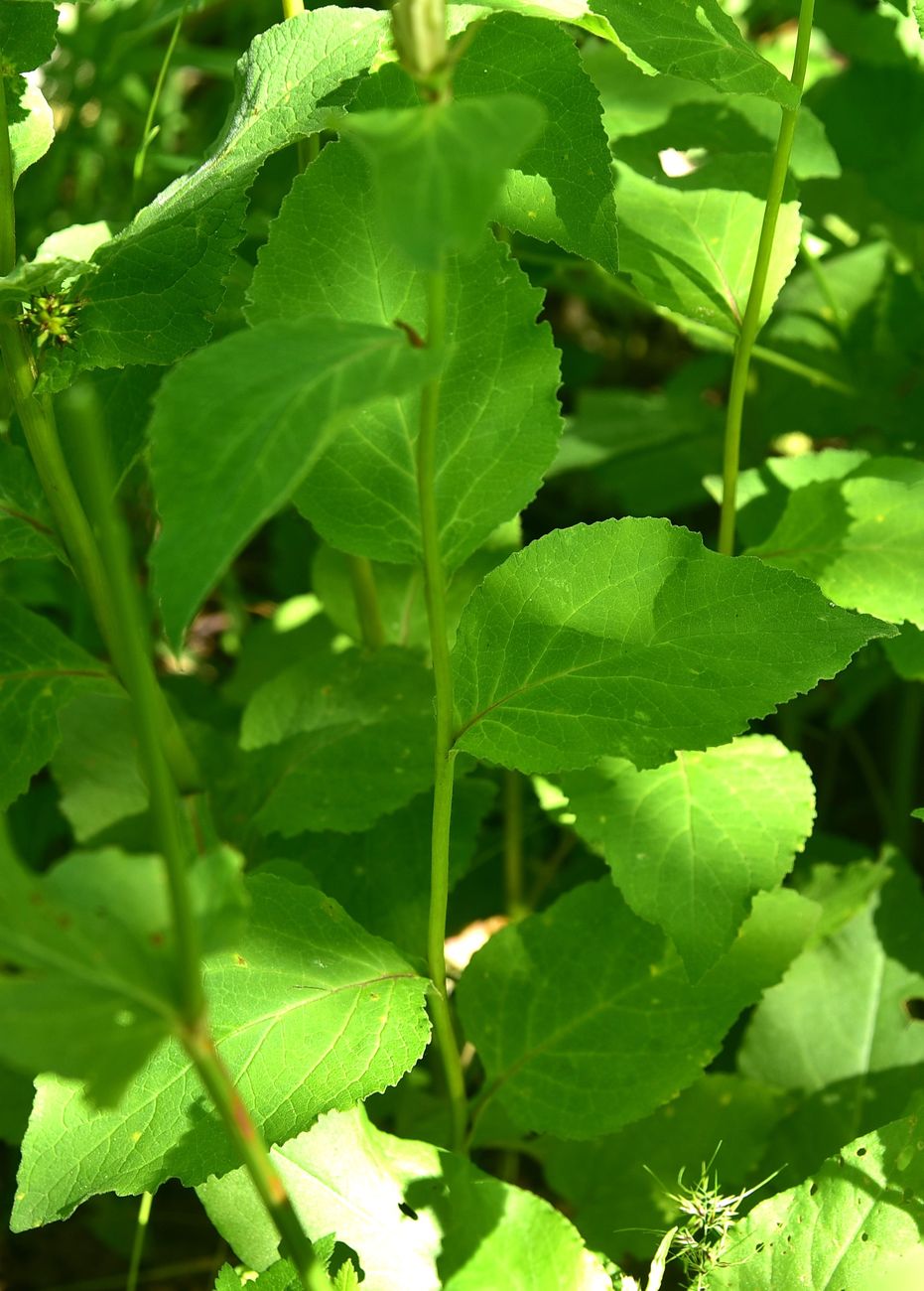 Image of Campanula latifolia specimen.