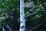 род Betula
