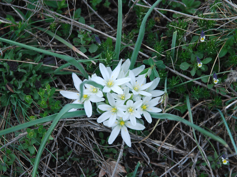 Изображение особи Ornithogalum fimbriatum.