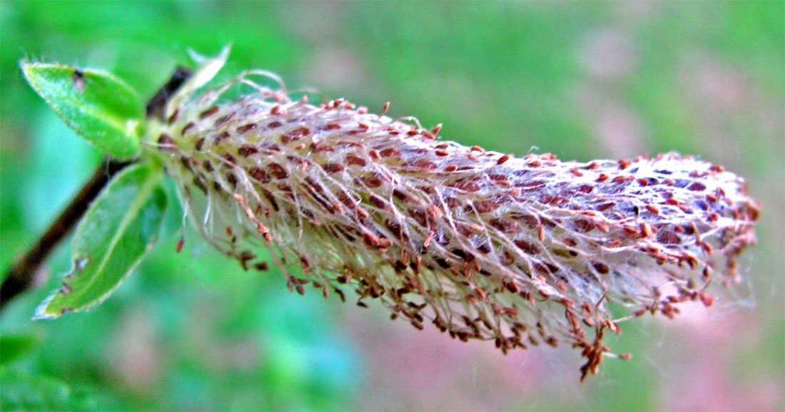 Image of Salix myrsinifolia specimen.