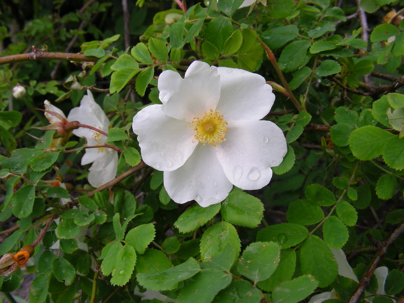 Image of Rosa alberti specimen.