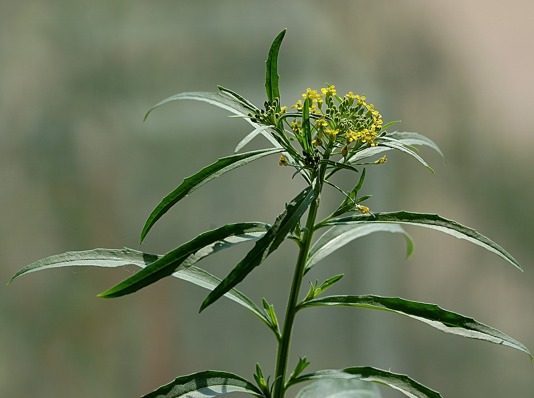 Изображение особи Erysimum cheiranthoides.