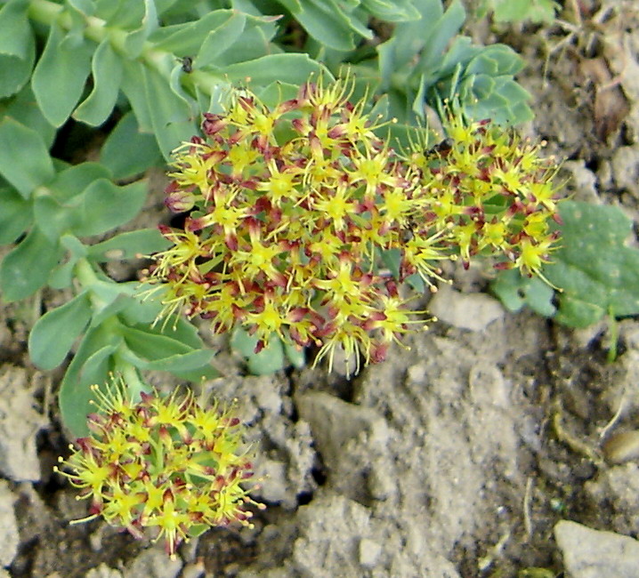 Image of Rhodiola rosea specimen.