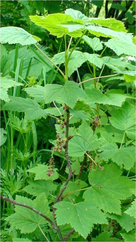 Image of Ribes biebersteinii specimen.