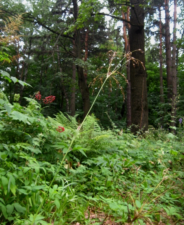 Изображение особи Luzula sylvatica.