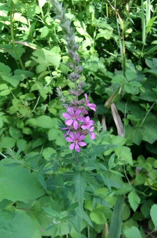 Изображение особи Lythrum salicaria.