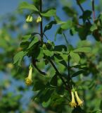 Lonicera simulatrix. Цветущий и плодоносящий побег. Казахстан, Южно-Казахстанская обл., Угамский хр., ущ. р. Сазаната. 06.05.2011.