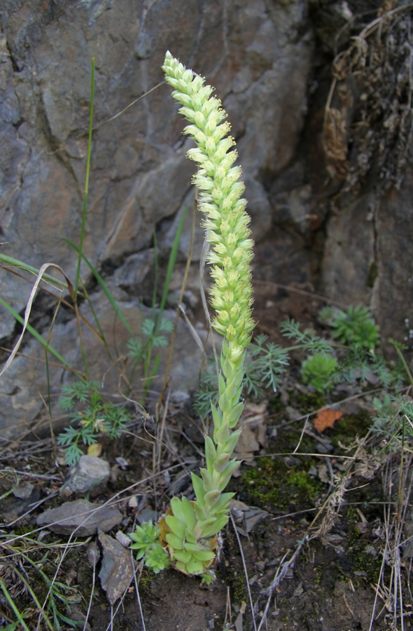 Изображение особи Orostachys spinosa.