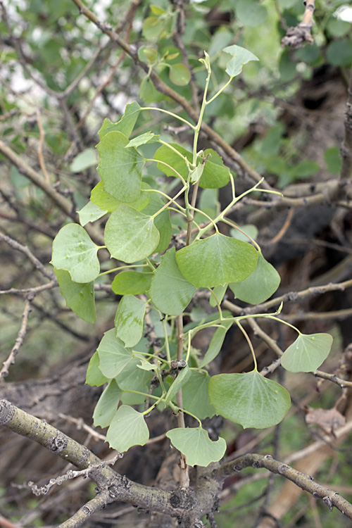 Изображение особи Populus pruinosa.