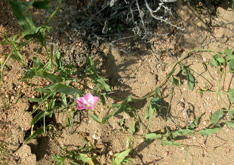 Image of Convolvulus chinensis specimen.