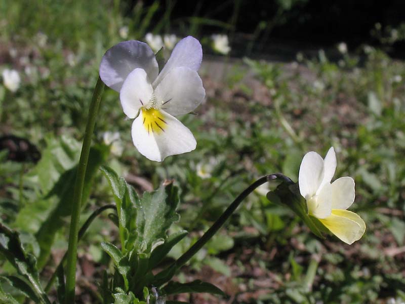 Изображение особи Viola arvensis.