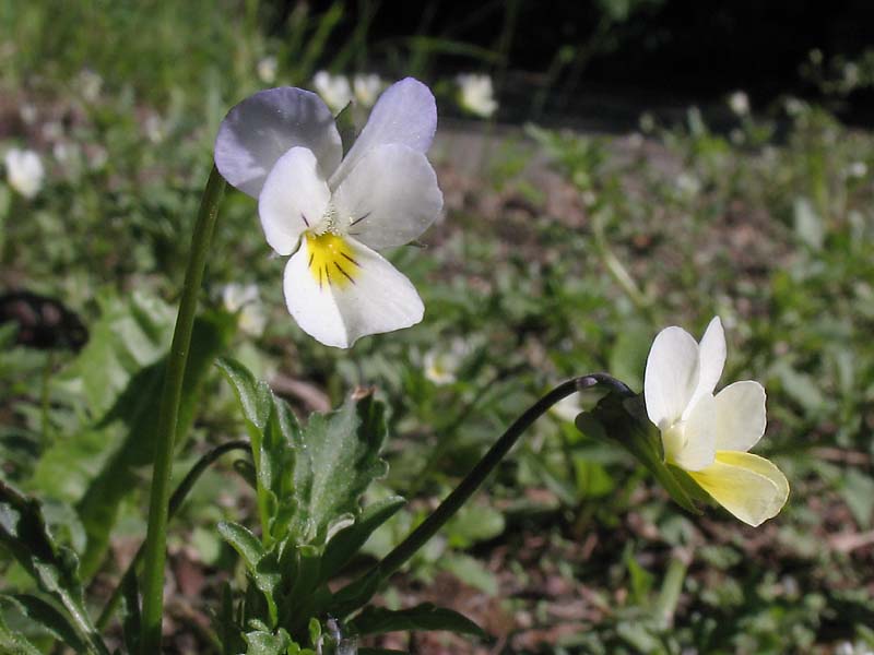 Image of Viola arvensis specimen.