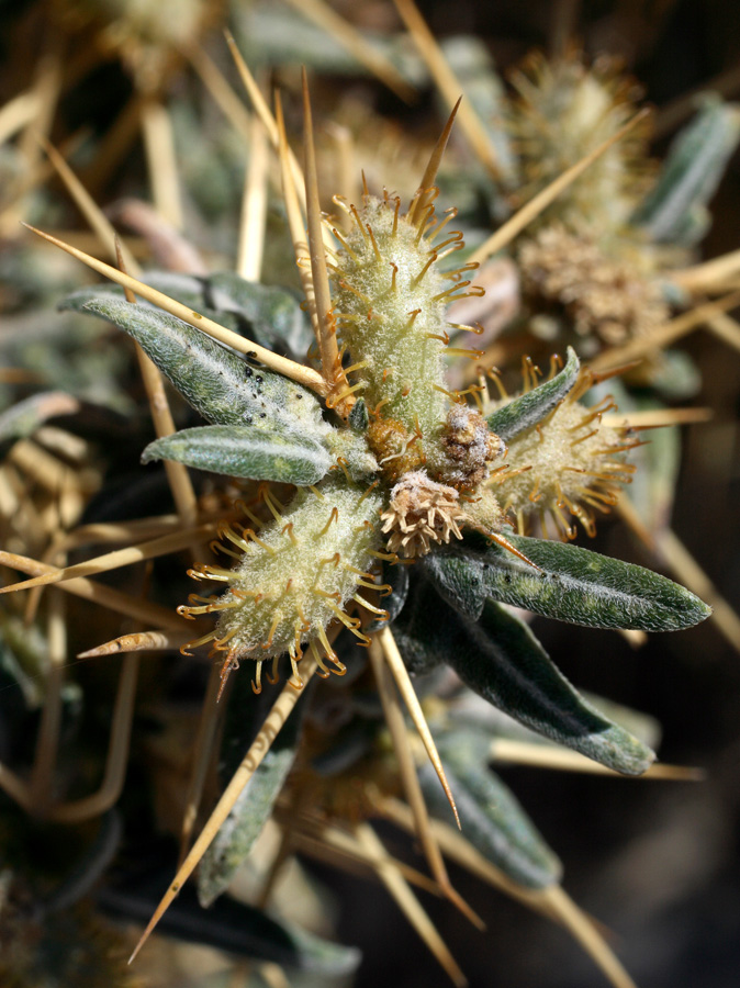 Image of Xanthium spinosum specimen.