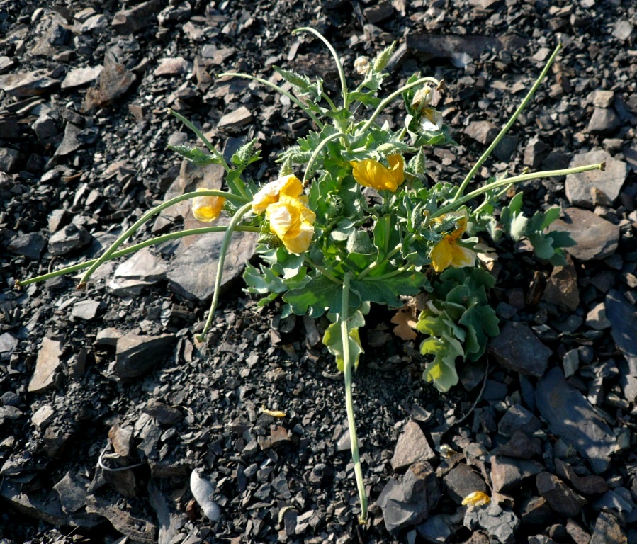 Image of Glaucium flavum specimen.