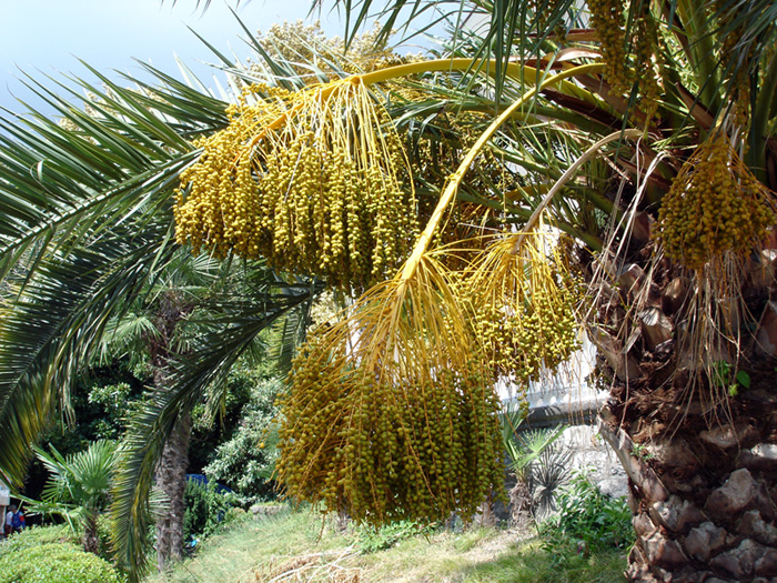 Изображение особи Phoenix canariensis.